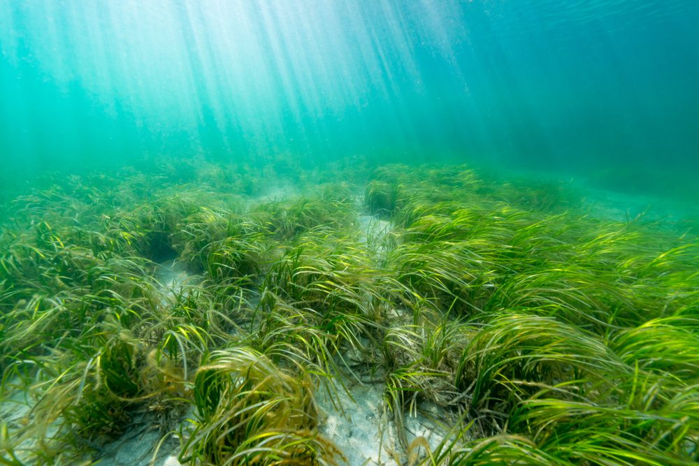 Zostera-Marina: Ny teknologi kan revolutionere genopretning af danske farvande